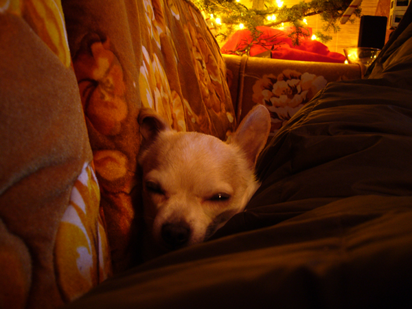 Budgie approves of nights in