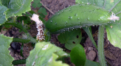 wee cuke!