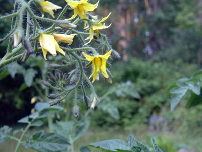 Tomato blossoms