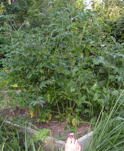Gianormous Tomatoes!