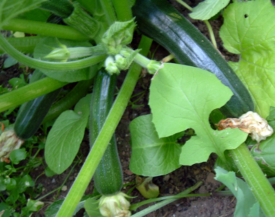 Zucchinis!
